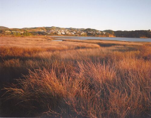 Saltmarsh of Pāuatahanui Wildlife Reserve